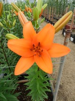 [5111 Caluroso DJ No02.JPG]